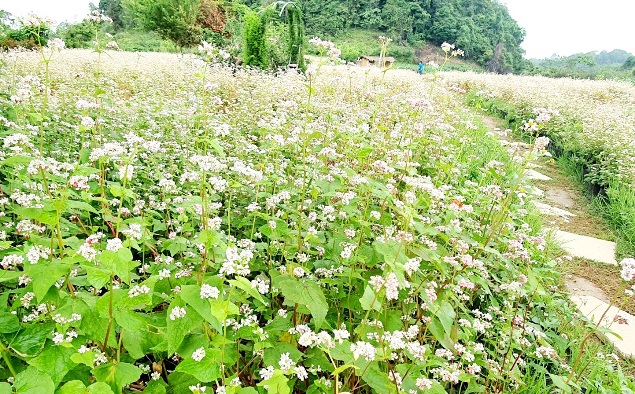 Loài hoa “cánh bé xinh, sắc hồng thắm” hấp dẫn du khách đến Hà Giang